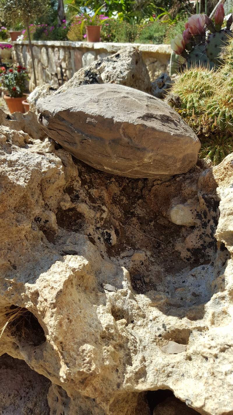 Oggetto non identificato : roccia/fossile? - probabile concrezione (cogolo)